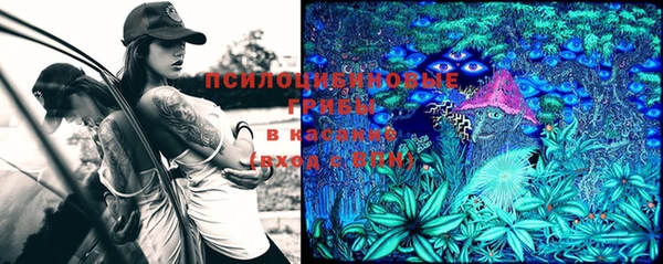 индика Богданович